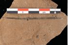 Foto (Detailansicht) von Peridermium palaeopini Ettingshausen (NHMW-GEO-2024-0188-0003)
